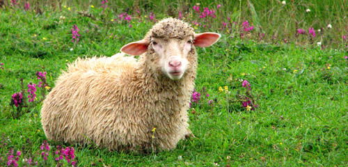 捡到羊死梦见好多羊_梦见捡到一只死羊_捡到羊死梦见牛