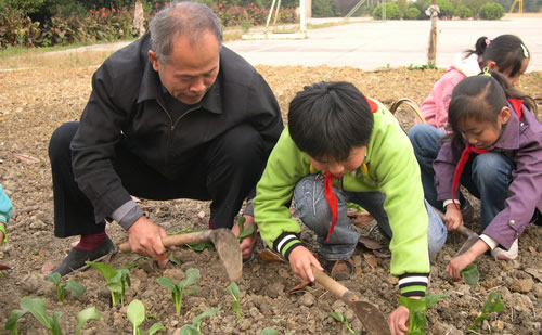 梦见种菜